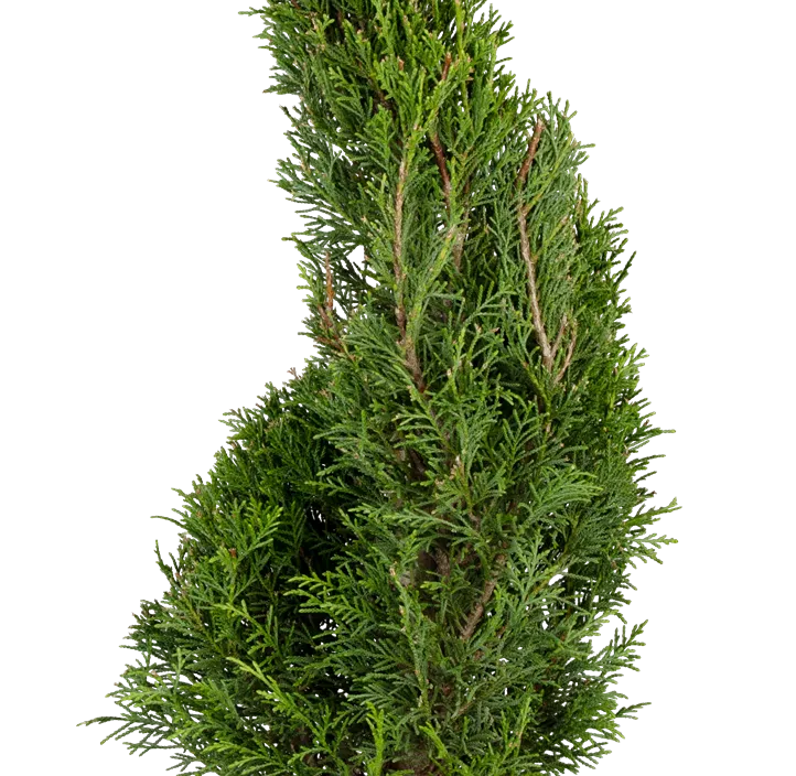 Leyland-Zypresse 'Pyramidalis' Leyland-Zypresse 'Pyramidalis'