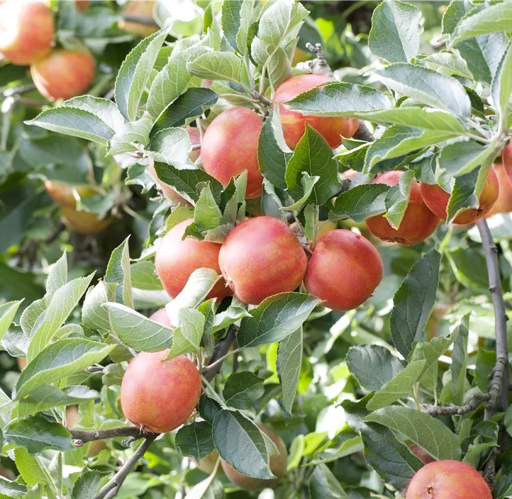 Apfel 'Braeburn' Apfel 'Braeburn'