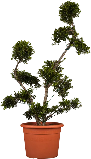 bonsai im glas kaufen Ready-Made Bonsai Terrarium 'Tokyo' main image 0