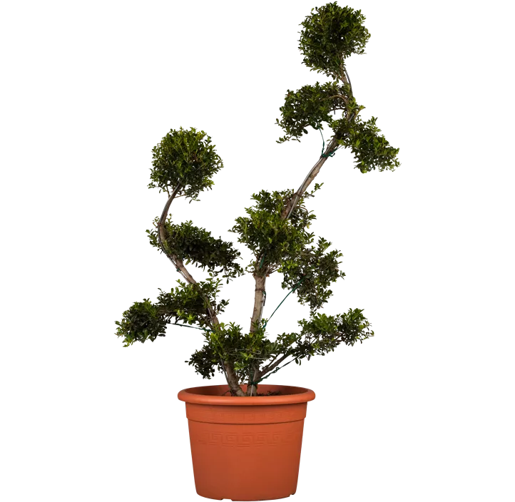 Stechpalme 'Kinme'