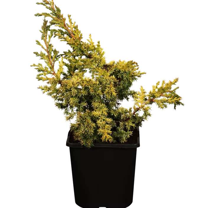 Chinesischer Wacholder 'Olympia' Bonsai