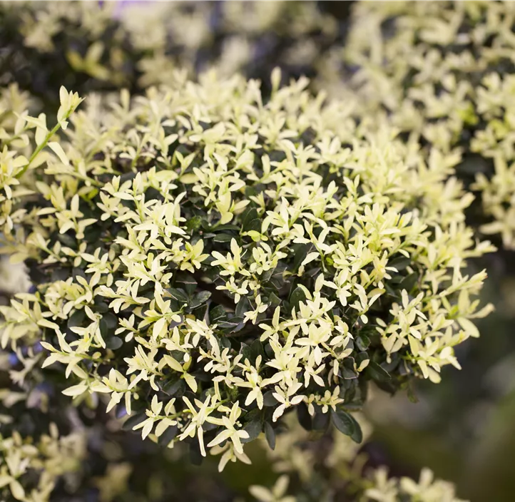 Stechpalme 'Kinme'