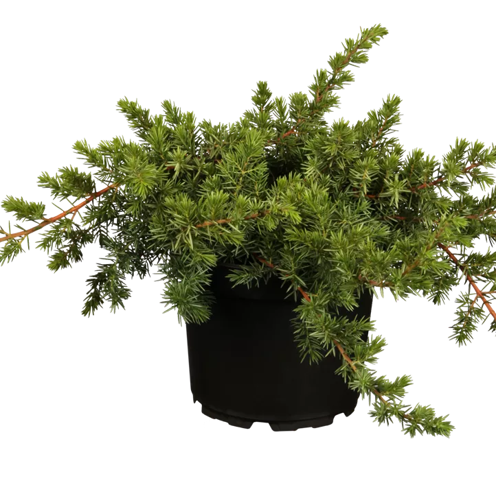 Blauer Sachalin-Kriechwacholder 'Blue Pacific' Halbstamm