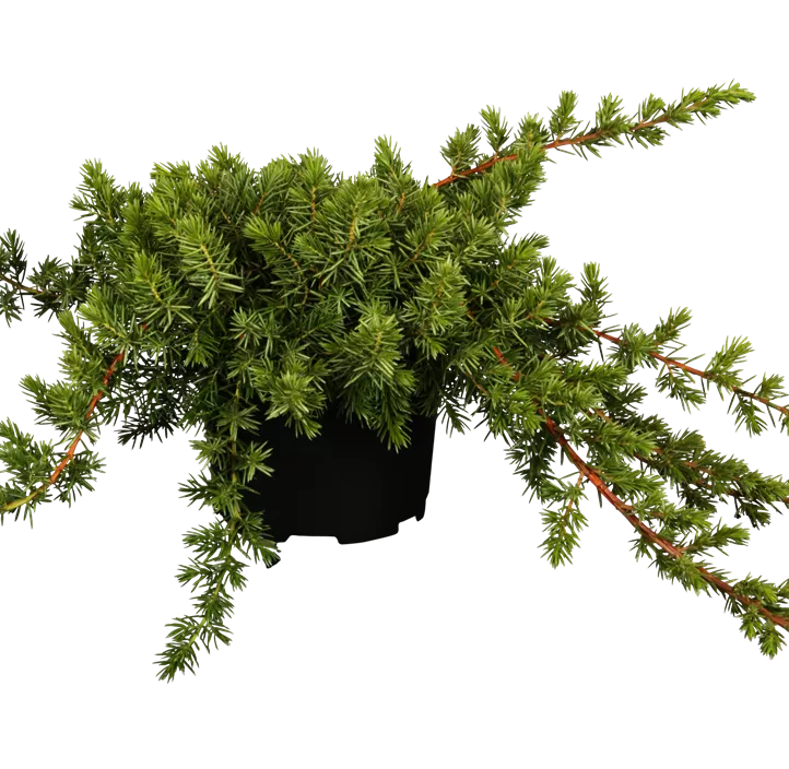 Blauer Sachalin-Kriechwacholder 'Blue Pacific' Halbstamm