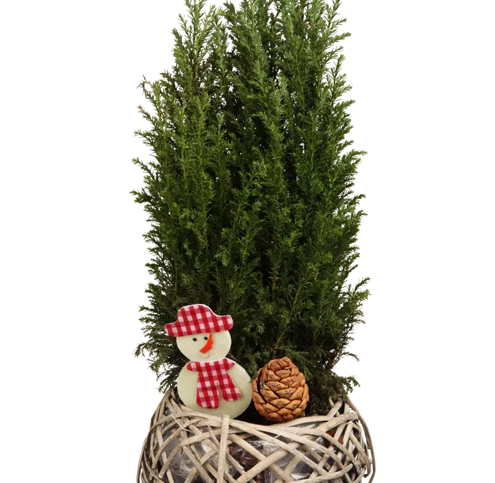 Wacholder Zungenform