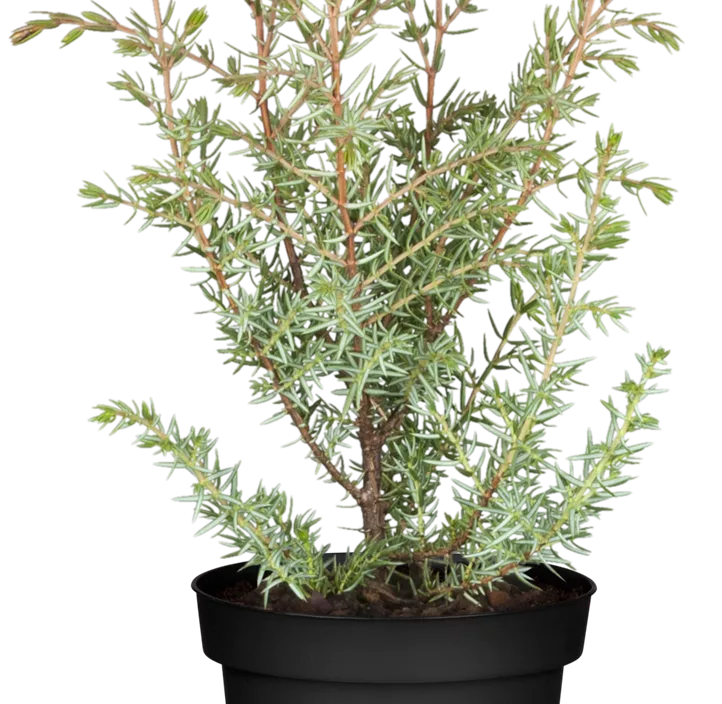 Wacholder Zungenform