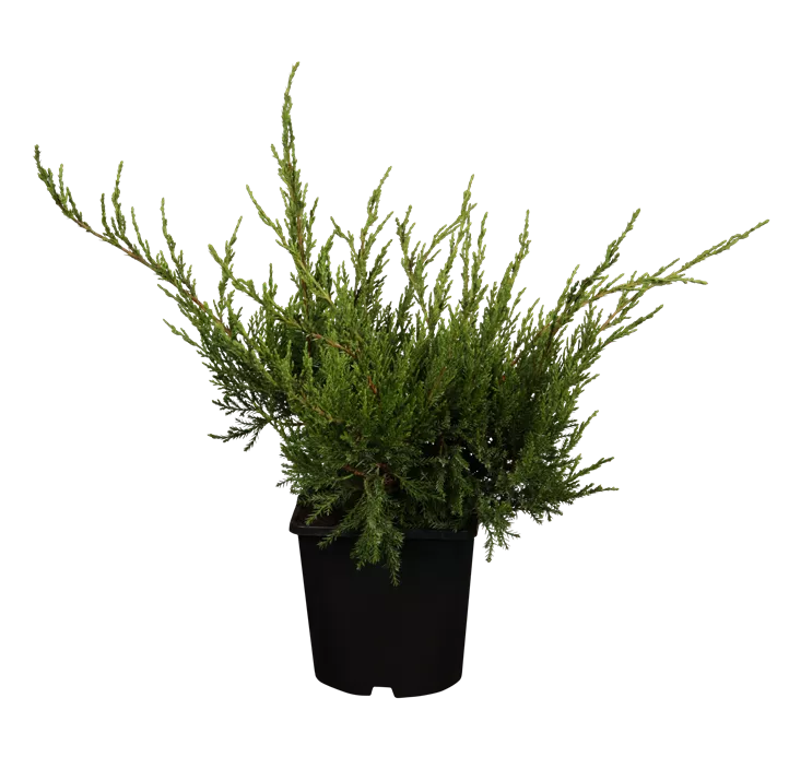 Wacholder 'Mint Julep' Wacholder 'Mint Julep'