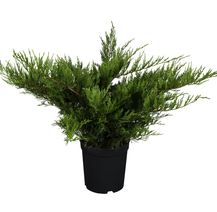 Wacholder 'Mint Julep' Wacholder 'Mint Julep'