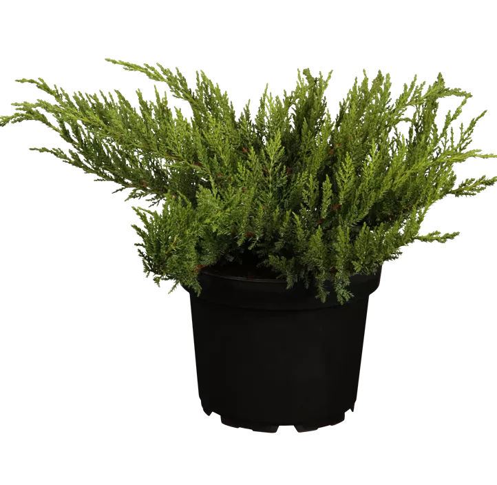 Tamarisken-Wacholder 'Tamariscifolia' Viertelstamm