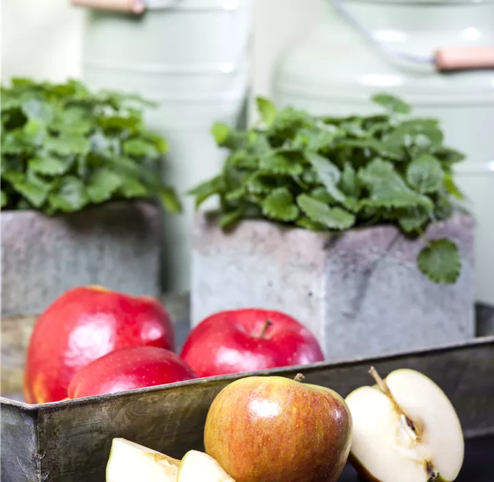 Apfel 'Cox Orange' Apfel 'Cox Orange'