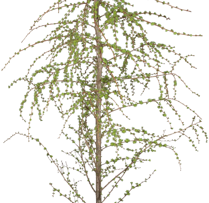 Japanische Lärche Bonsai S-Form Japanische Lärche Bonsai S-Form