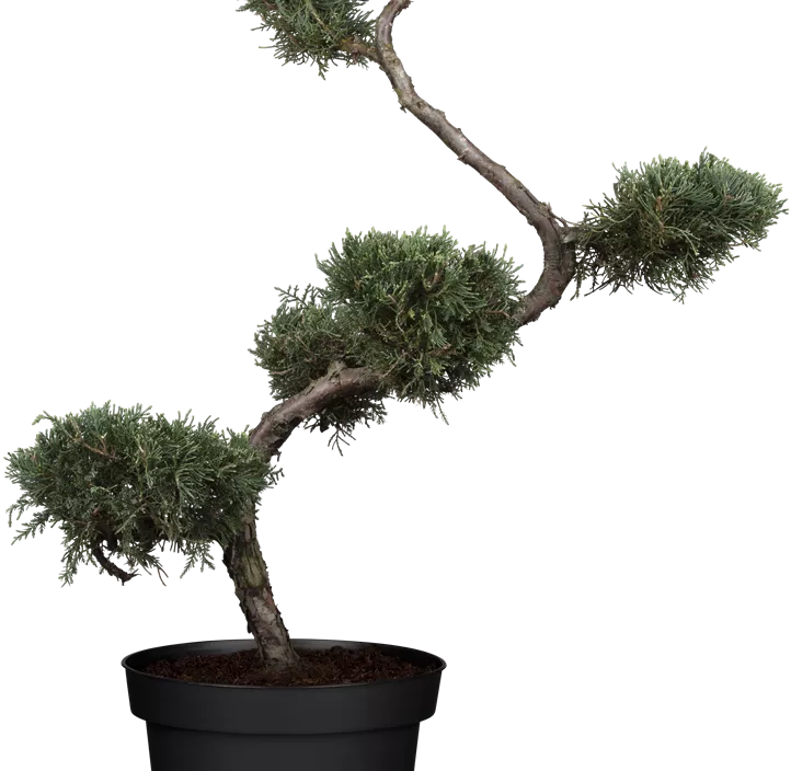 Strauchwacholder 'Grey Owl' Strauchwacholder 'Grey Owl'