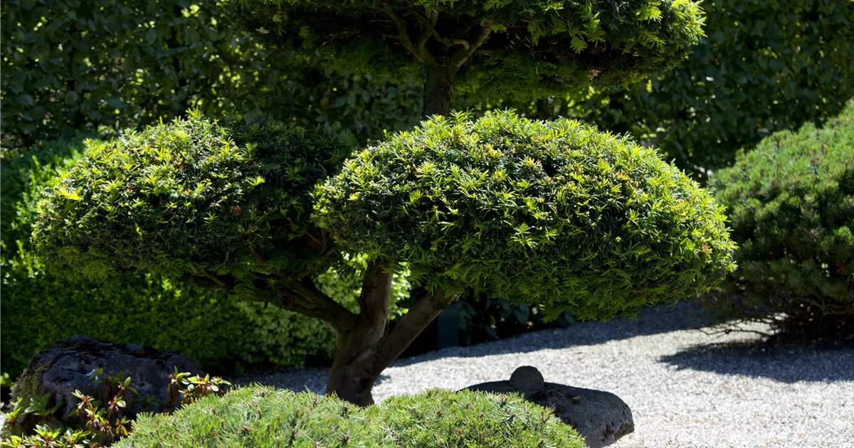 Taxus baccata Bonsai, Heimische Eibe Bonsai Bellaflora