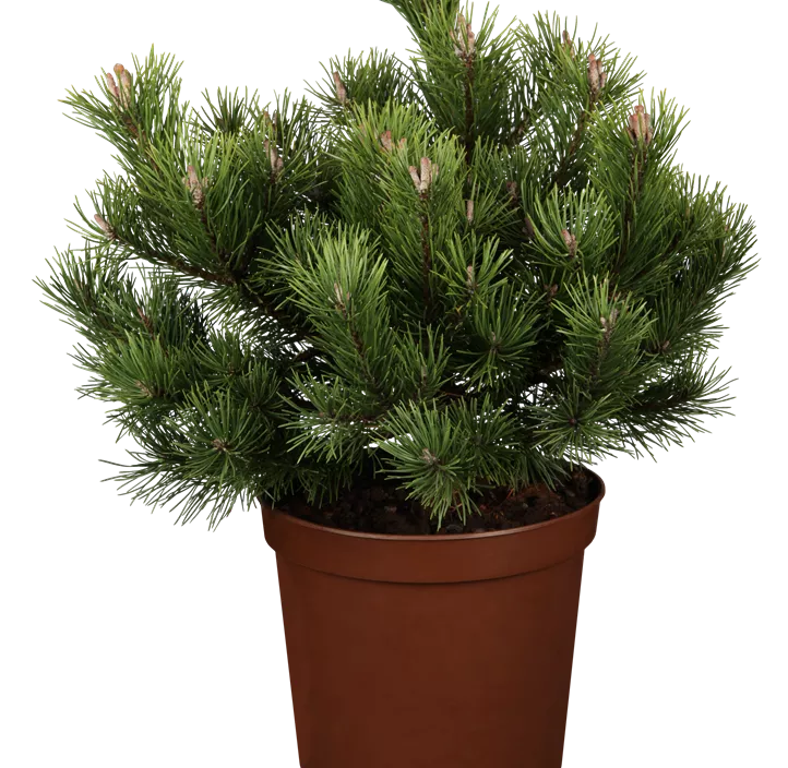 Strauch-Kiefer 'Gnom' Strauch-Kiefer 'Gnom'