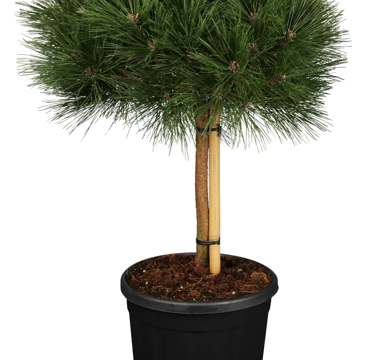 Schwarzkiefer Halbstamm Schwarzkiefer Halbstamm