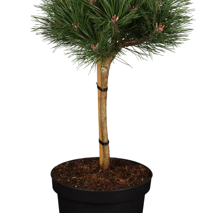 Schwarzkiefer Halbstamm Schwarzkiefer Halbstamm