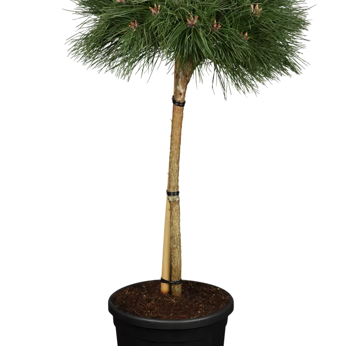 Schwarzkiefer Halbstamm Schwarzkiefer Halbstamm