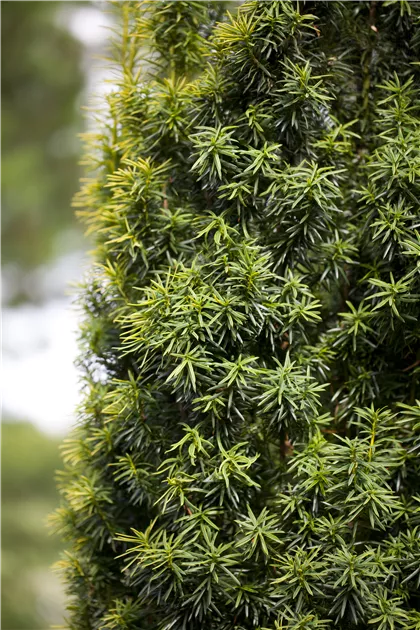 Taxus baccata, Heimische Eibe - Bellaflora