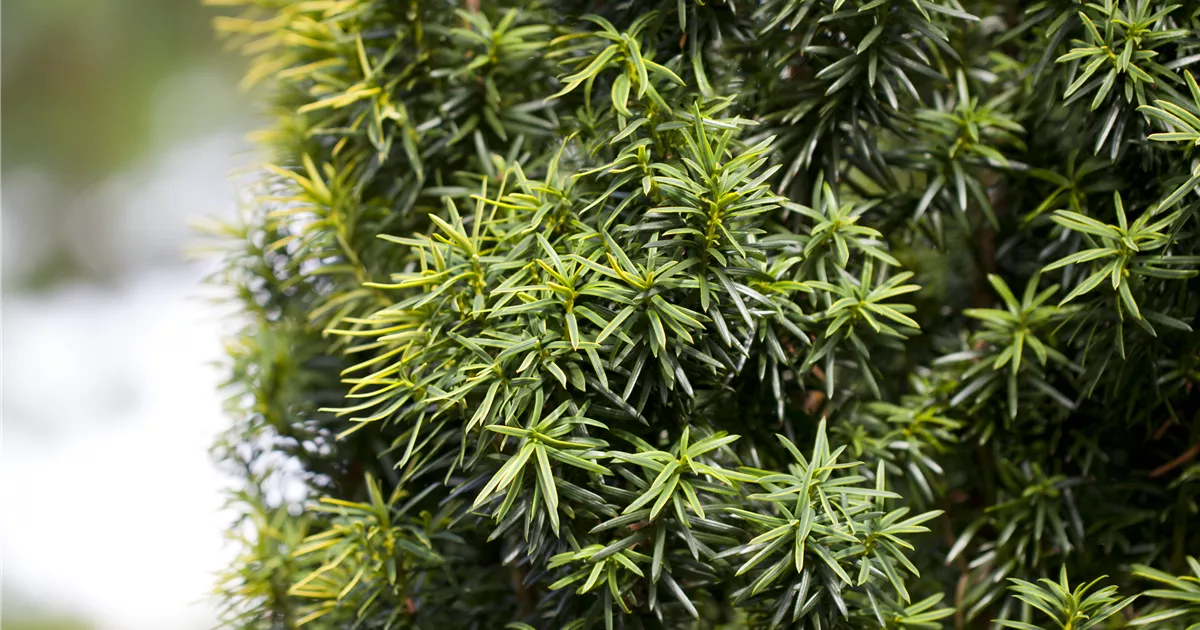 Taxus baccata Kegel, 5 Liter Topf, Heimische Kegeleibe - Bellaflora