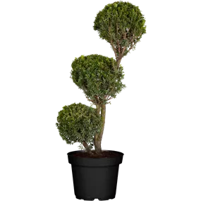 Taxus baccata Kleiner Grüner Kugel