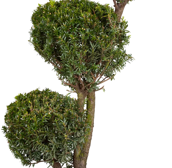 Lebensbaum Heimische Eibe Lebensbaum Heimische Eibe