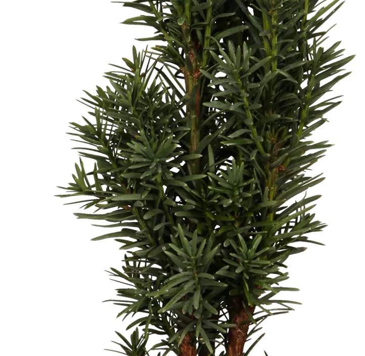 Schmale Säuleneibe 'Fastigiata Robusta'