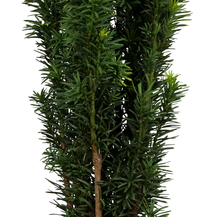 Schmale Säuleneibe 'Fastigiata Robusta'