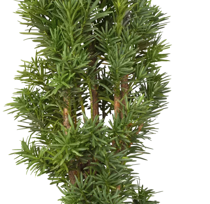 Schmale Säuleneibe 'Fastigiata Robusta'