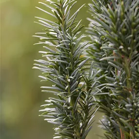 Taxus baccata Fastigiata Robusta 