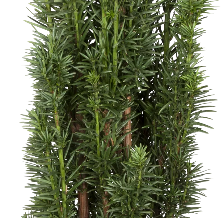 Schmale Säuleneibe 'Fastigiata Robusta'