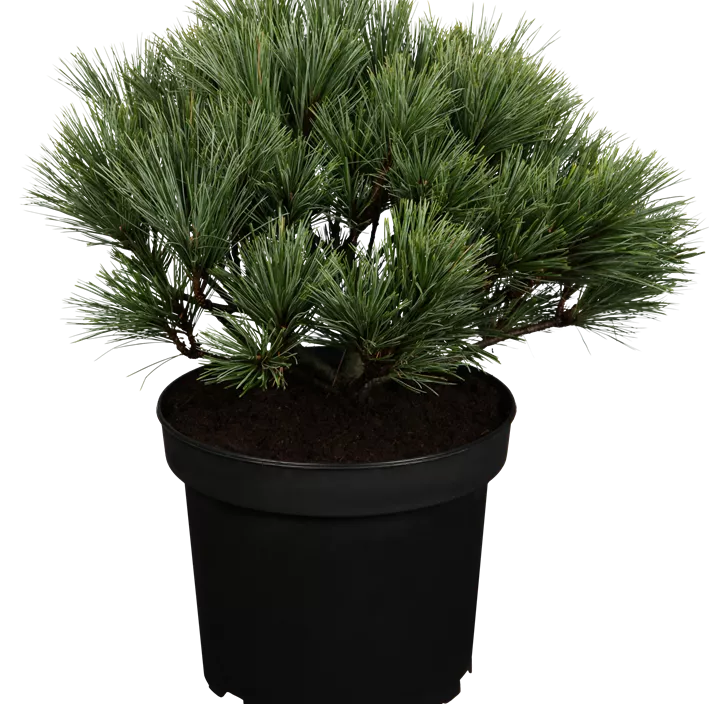 Weymouths-Kiefer 'Secrest' Bonsai