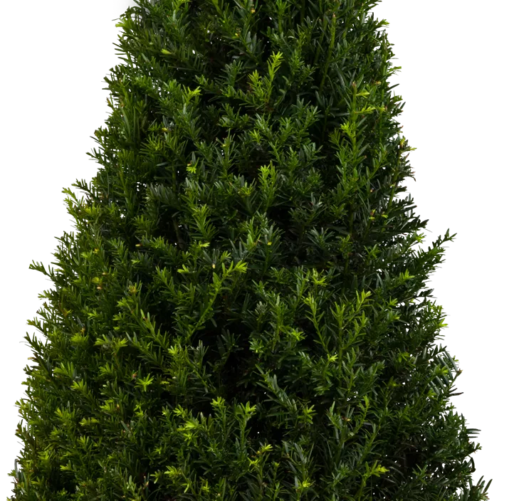 Lebensbaum Heimische Eibe Lebensbaum Heimische Eibe