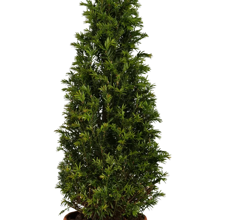 Lebensbaum Heimische Eibe Lebensbaum Heimische Eibe