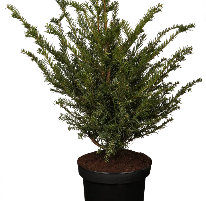 Lebensbaum Heimische Eibe Lebensbaum Heimische Eibe