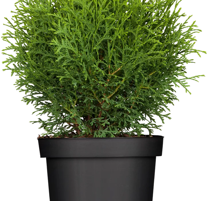 Lebensbaum 'Tiny Tim'