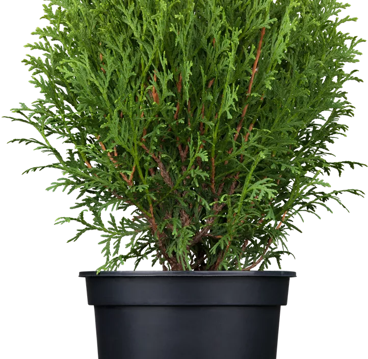 Lebensbaum 'Tiny Tim'