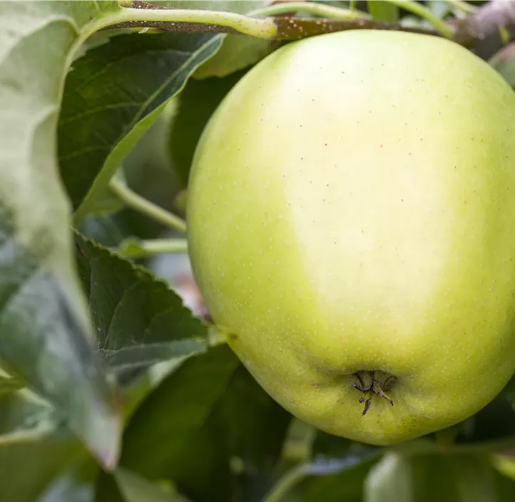 Apfel 'Golden Delicious' Apfel 'Golden Delicious'