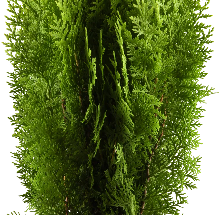 Gelber Zwerg-Lebensbaum 'Aurea Nana' 3 Kugel Bonsai