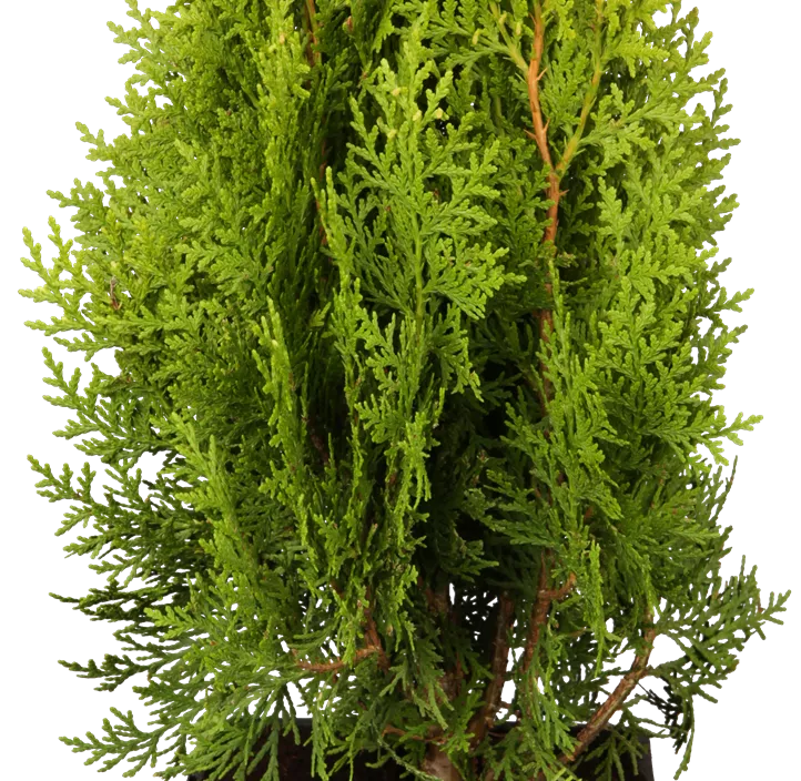 Gelber Zwerg-Lebensbaum 'Aurea Nana' 3 Kugel Bonsai