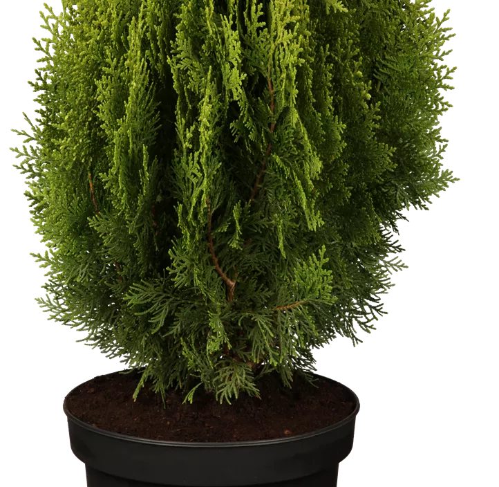 Gelber Zwerg-Lebensbaum 'Aurea Nana' 3 Kugel Bonsai