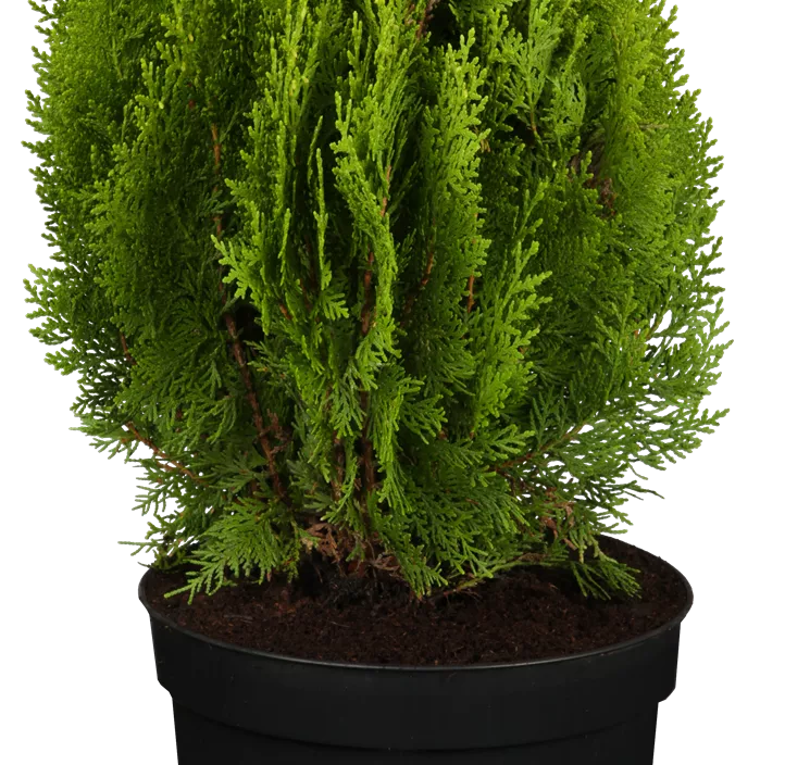 Gelber Zwerg-Lebensbaum 'Aurea Nana' 3 Kugel Bonsai