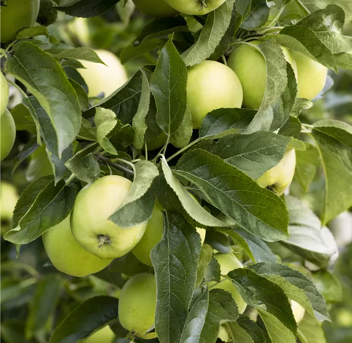 Apfel 'Golden Delicious' Apfel 'Golden Delicious'