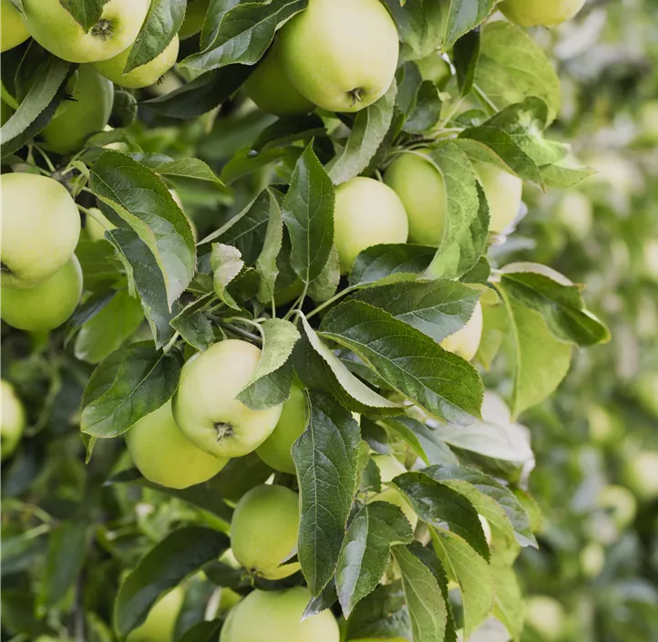 Apfel 'Golden Delicious' Apfel 'Golden Delicious'