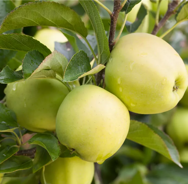 Apfel 'Golden Delicious' Apfel 'Golden Delicious'