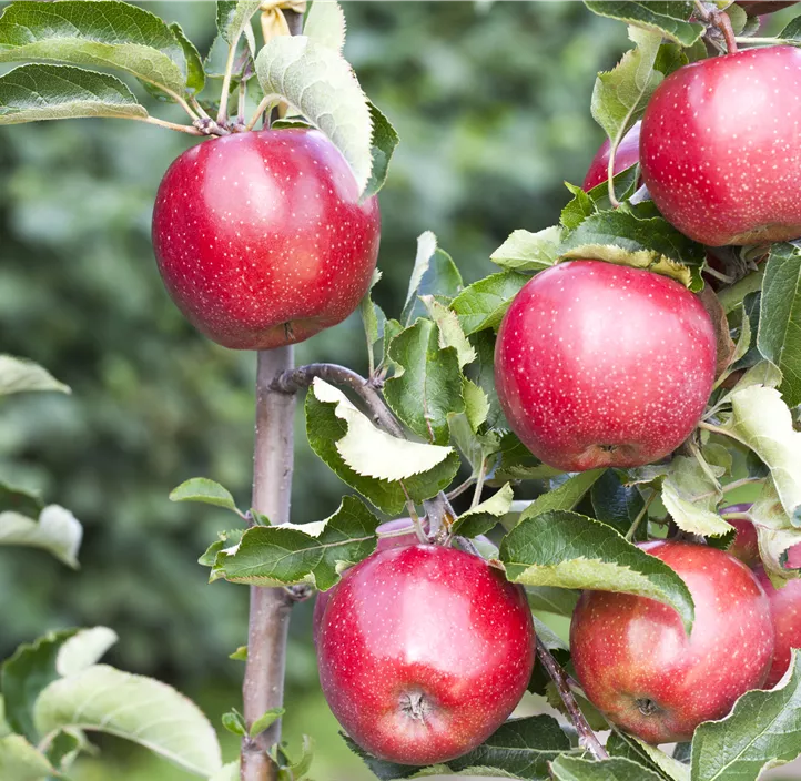 Apfel 'Jonagold' Apfel 'Jonagold'