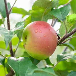 Malus domestica Kronprinz Rudolf