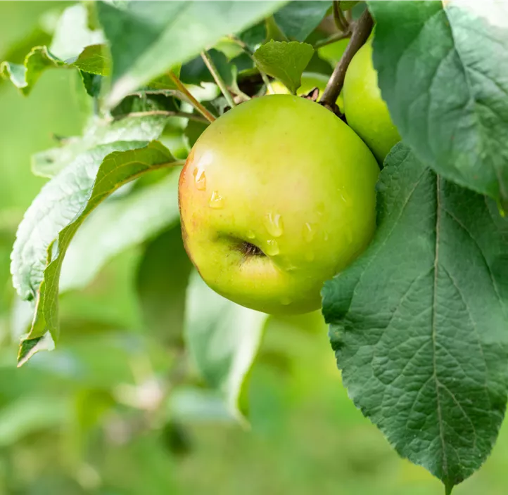 Winterapfel 'Kronprinz Rudolf'