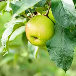 Malus Kronprinz Rudolf