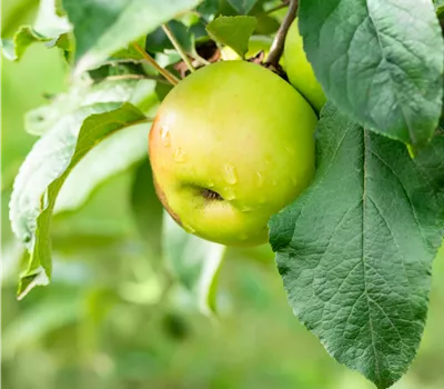 Malus Kronprinz Rudolf