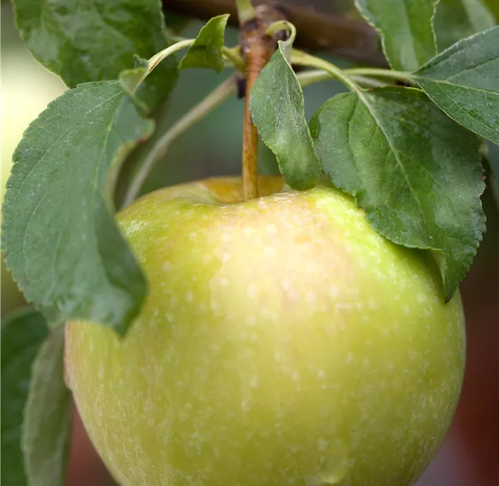 Apfel 'Pinova'(s) Apfel 'Pinova'(s)